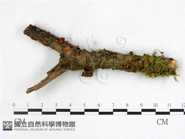 登錄號:F0005150藏品圖，第1張