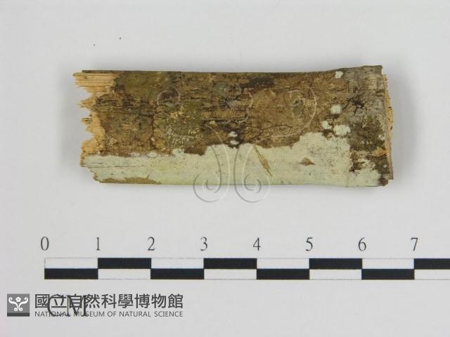 登錄號:F0015150藏品圖，第1張