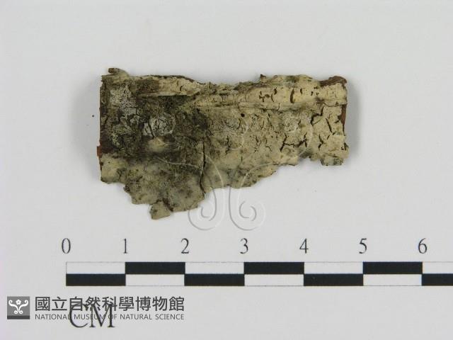 登錄號:F0009150藏品圖，第1張