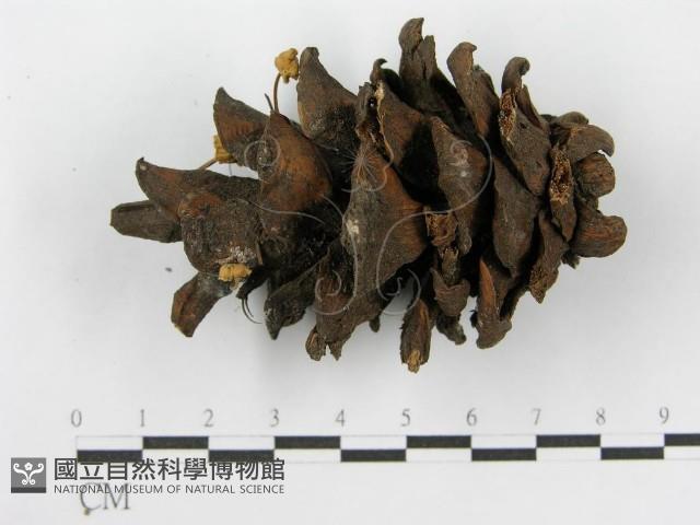 登錄號:F0019150藏品圖，第1張
