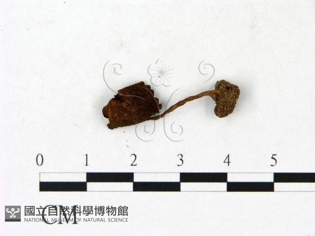 登錄號:F0023150藏品圖，第1張