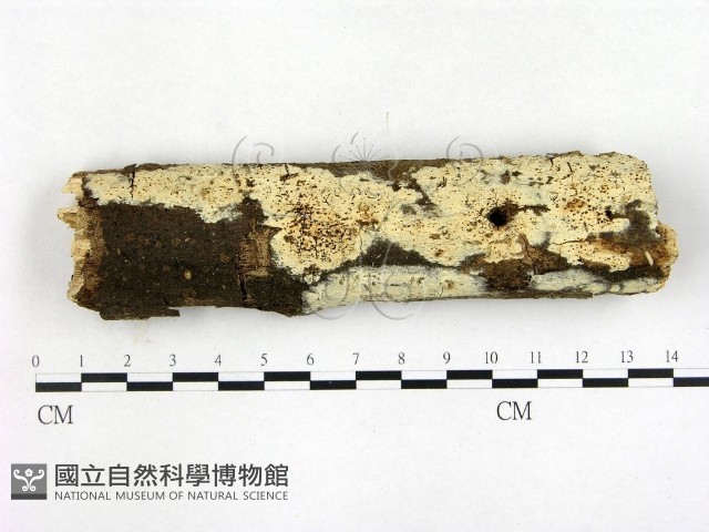 登錄號:F0003150藏品圖，第1張