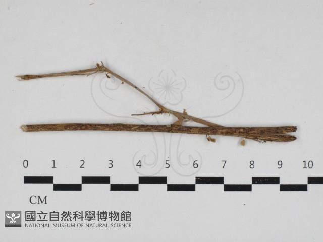 登錄號:F0033150藏品圖，第1張