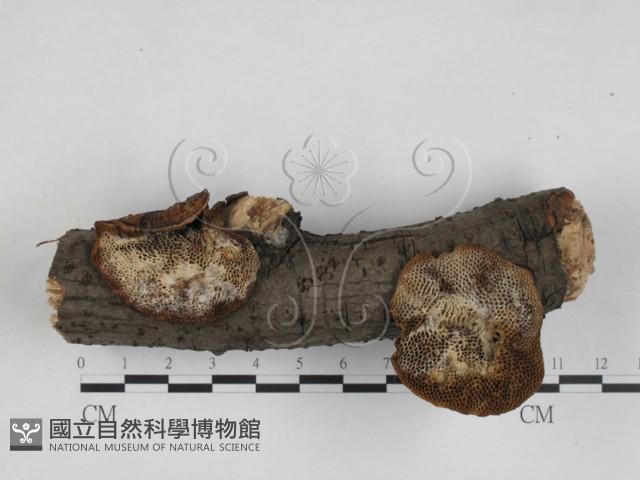 登錄號:F0028050藏品圖，第1張