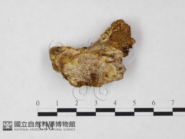 登錄號:F0008050藏品圖，第1張