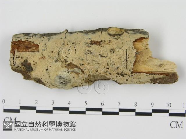 剛毛絲皮菌藏品圖，第1張