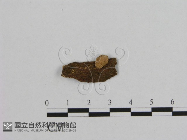 銳孔菌屬藏品圖，第1張
