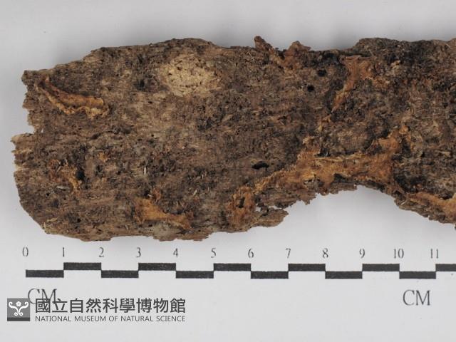 硬孔菌屬藏品圖，第1張