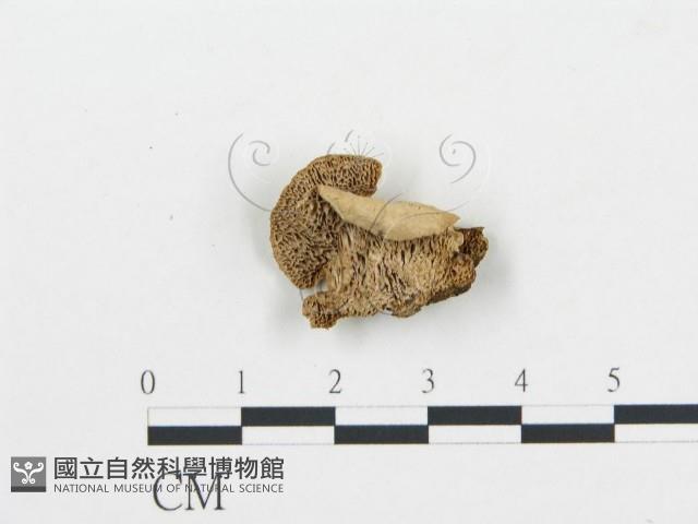 登錄號:F0006050藏品圖，第1張