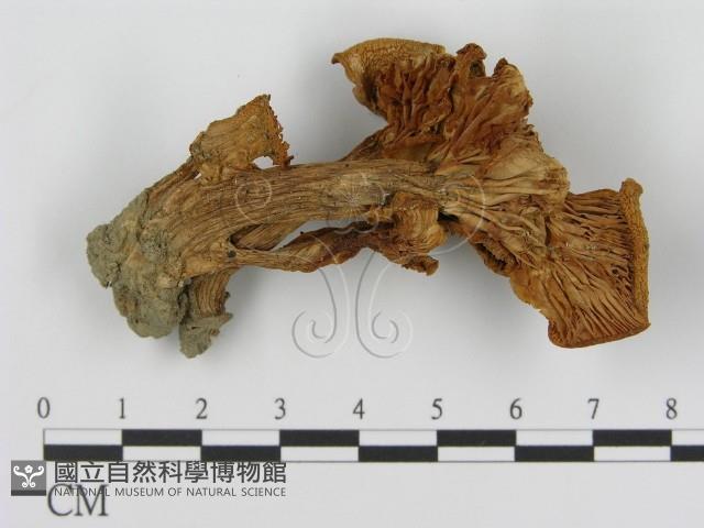 登錄號:F0016050藏品圖，第1張