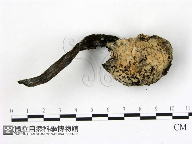 登錄號:F0021050藏品圖，第1張