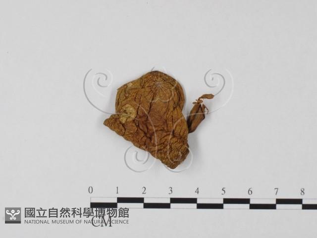 登錄號:F0011050藏品圖，第1張