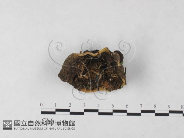 登錄號:F0024050藏品圖，第1張