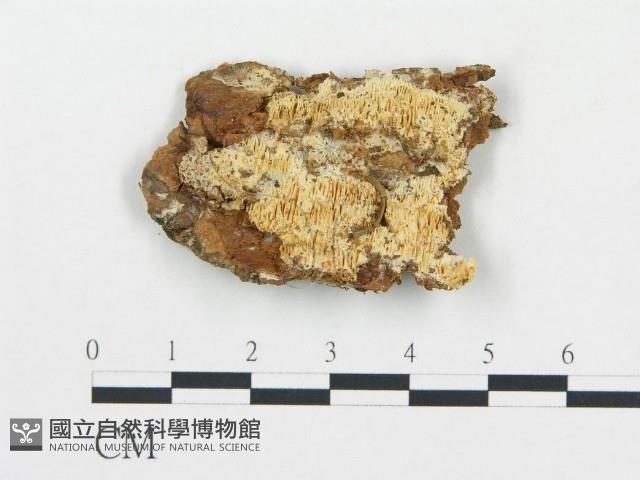登錄號:F0014050藏品圖，第1張