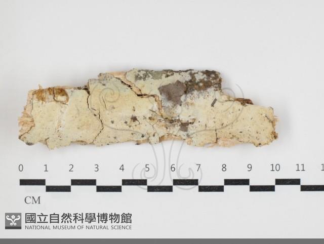 登錄號:F0034050藏品圖，第1張