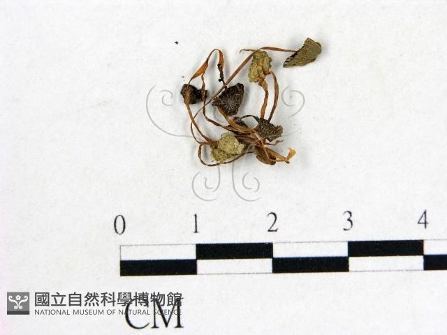 鬼傘屬藏品圖，第1張