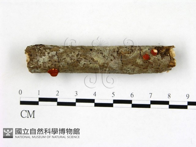 登錄號:F0012050藏品圖，第1張