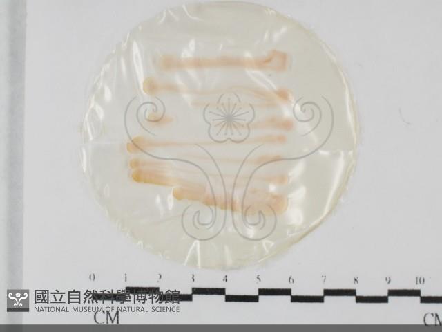 登錄號:F0032050藏品圖，第1張