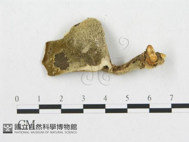 登錄號:F0007050藏品圖，第1張