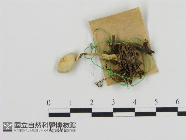 登錄號:F0017050藏品圖，第1張