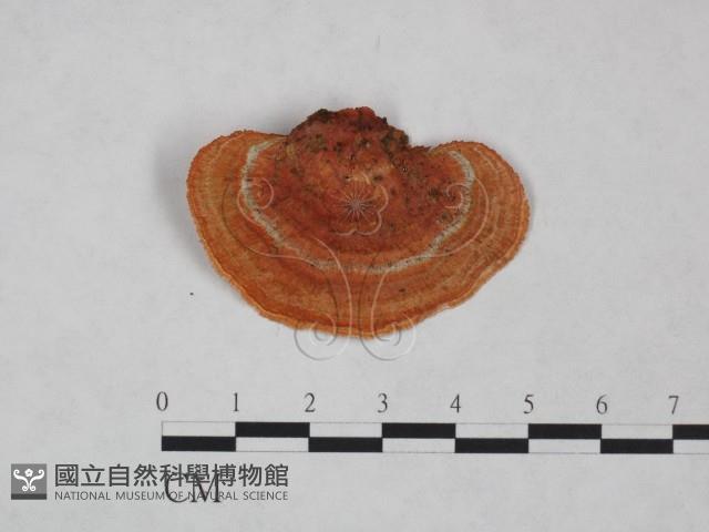 血紅密孔菌藏品圖，第1張