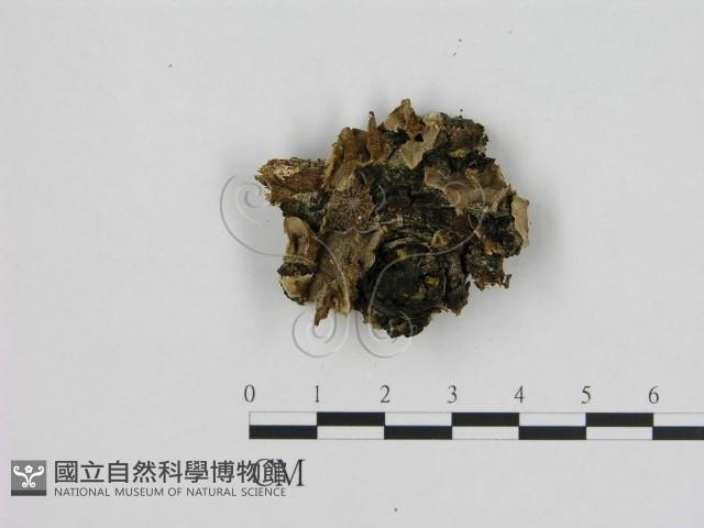 寡孔菌屬藏品圖，第1張