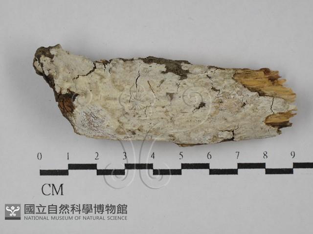 登錄號:F0029050藏品圖，第1張