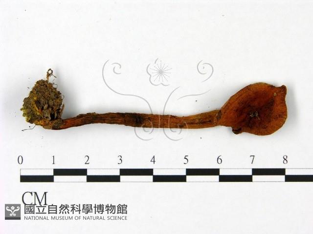 登錄號:F0023050藏品圖，第1張