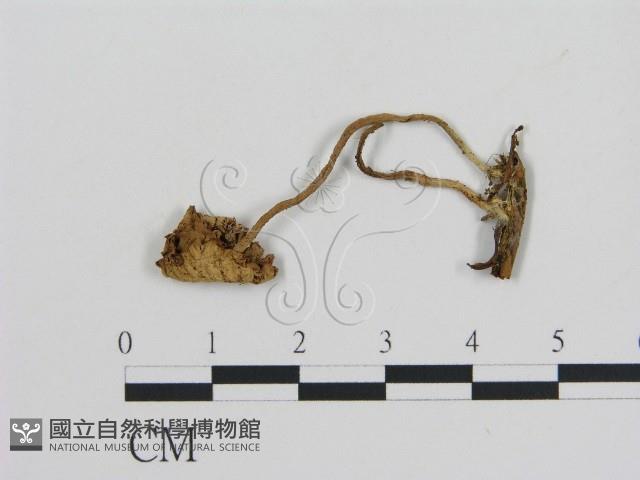 登錄號:F0003050藏品圖，第1張