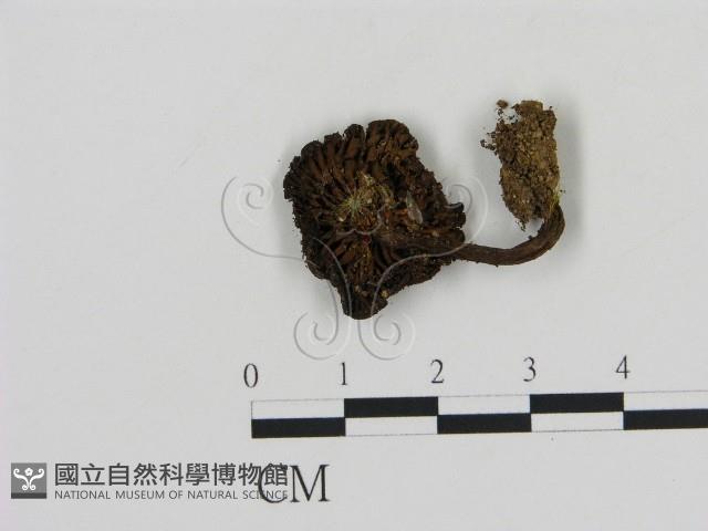 登錄號:F0013050藏品圖，第1張