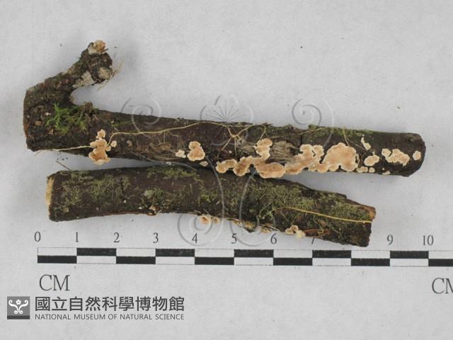 齒耳菌屬藏品圖，第1張