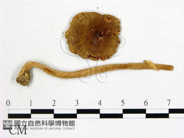 登錄號:F0008350藏品圖，第1張