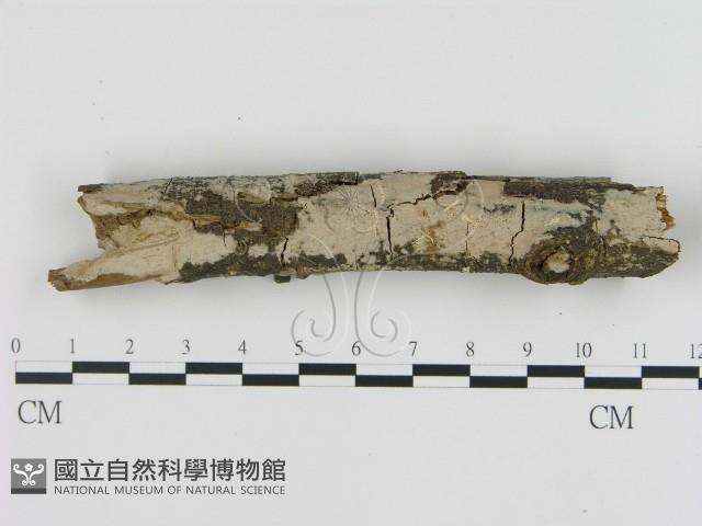 刺皮菌屬藏品圖，第1張