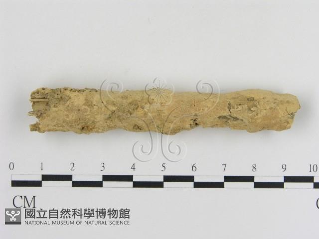 登錄號:F0010350藏品圖，第1張