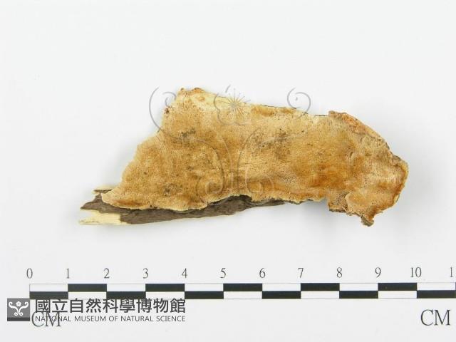 登錄號:F0006350藏品圖，第1張