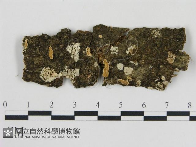 登錄號:F0001350藏品圖，第1張
