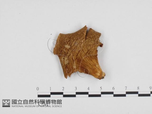 糙皮側耳藏品圖，第1張