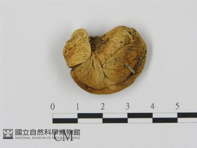 登錄號:F0004350藏品圖，第1張