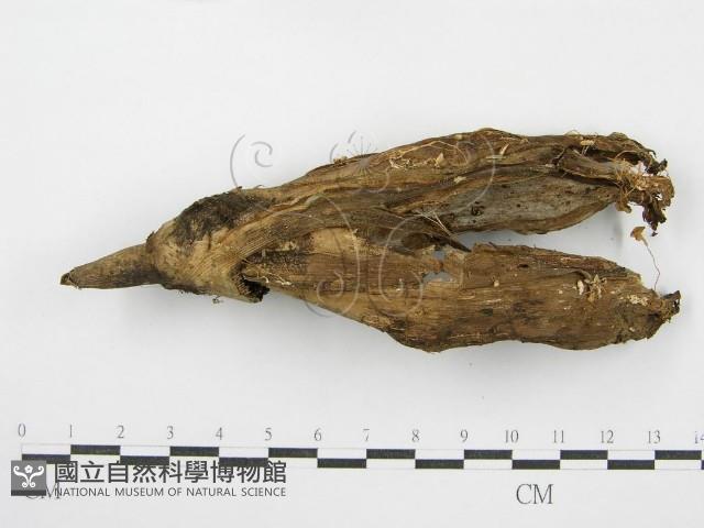 鬼傘屬藏品圖，第1張