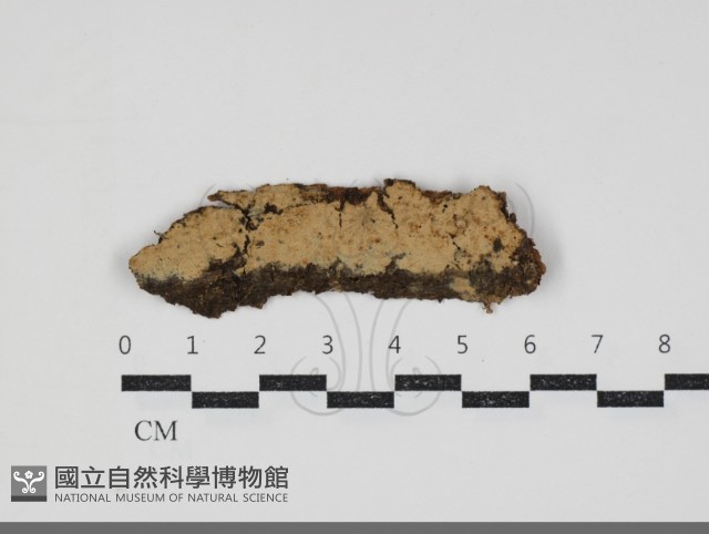 登錄號:F0034350藏品圖，第1張