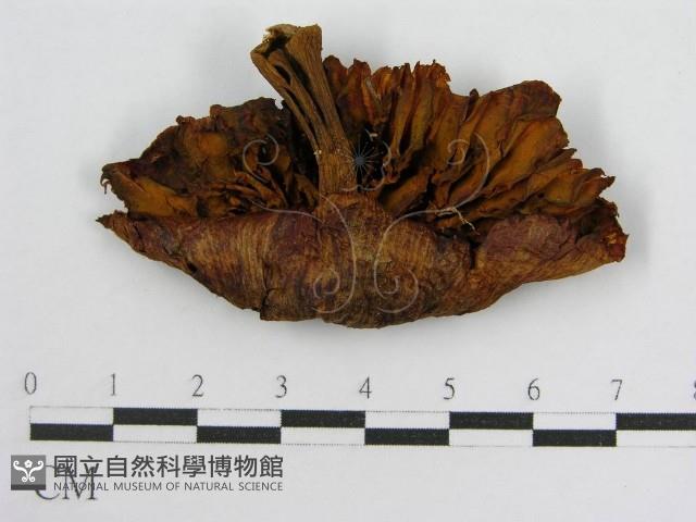 登錄號:F0012350藏品圖，第1張