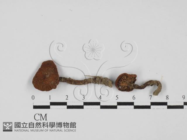 登錄號:F0027350藏品圖，第1張