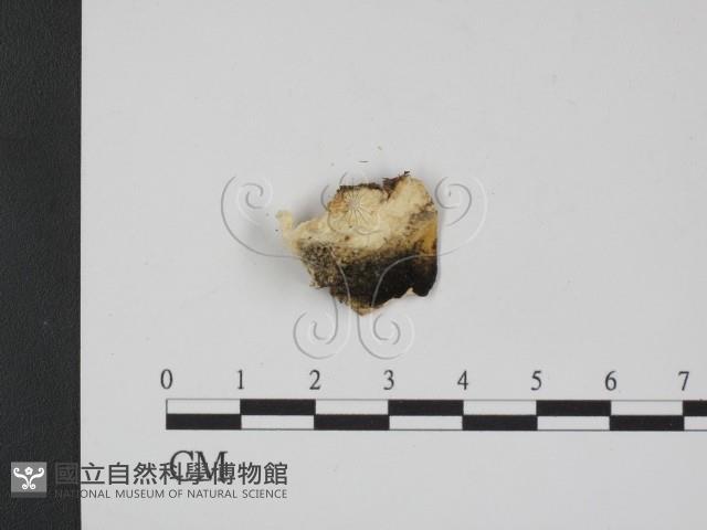 登錄號:F0007350藏品圖，第1張