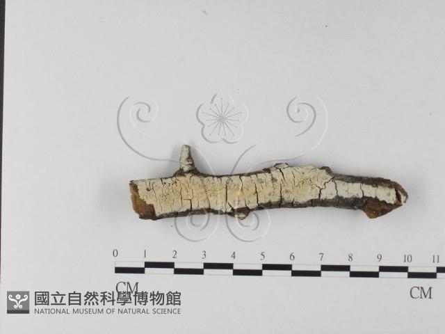 冇骨消絲齒菌藏品圖，第1張