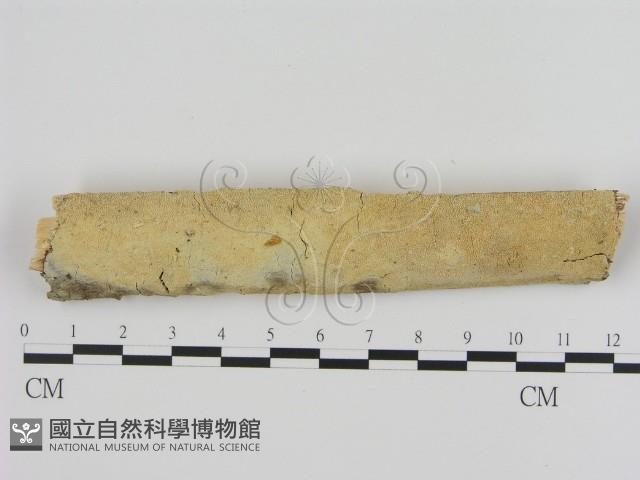 登錄號:F0005350藏品圖，第1張