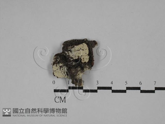 登錄號:F0029350藏品圖，第1張