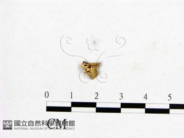 登錄號:F0009350藏品圖，第1張