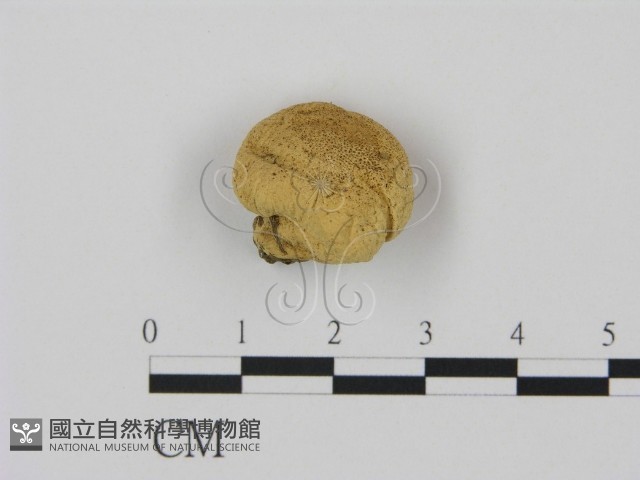 登錄號:F0003350藏品圖，第1張