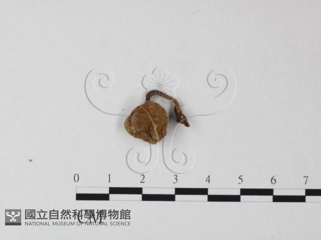 登錄號:F0013350藏品圖，第1張