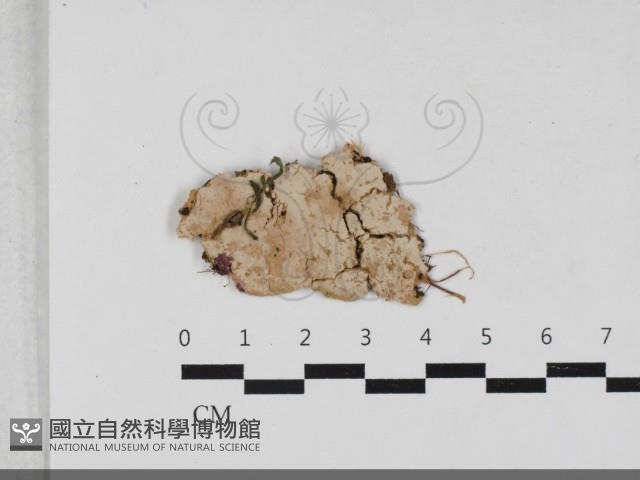 登錄號:F0033350藏品圖，第1張